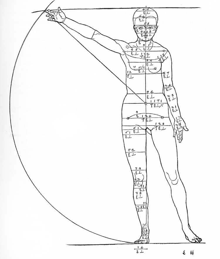 mathematical human body proportions of human body. mathematical human body