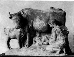 Apollo Cattle