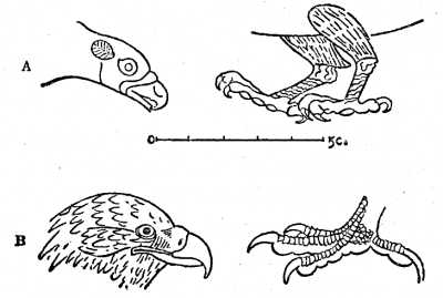 Fig. 4. Head and talons of the Sea-eagle, Halia&euml;tus albicilla