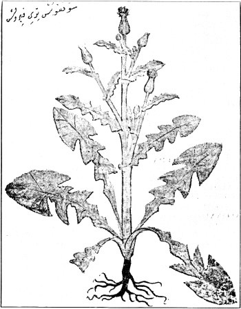 Fig. 9
ΣΟΓΚΟΣ ΤΡΥΦΕΡΟΣ = Crepis paludosa, Mœn.