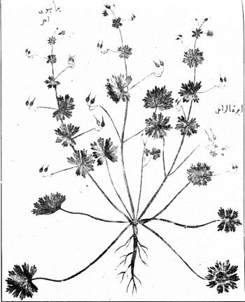 Fig. 10
ΓΕΡΑΝΙΟΝ = Geranium pyrenaicum, L.