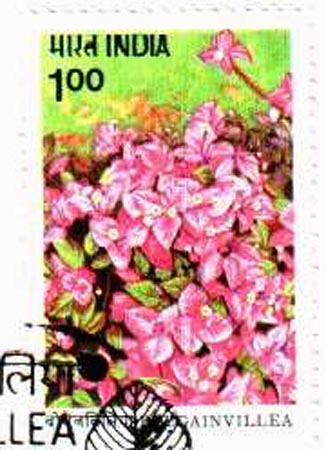 Bougainville